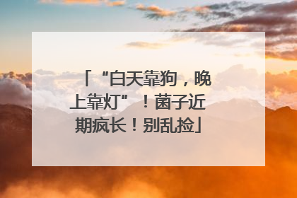 “白天靠狗，晚上靠灯”！菌子近期疯长！别乱捡