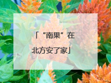 “南果”在北方安了家