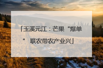 玉溪元江：芒果“爆单” 联农带农产业兴
