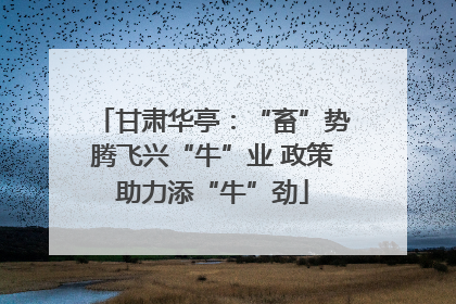 甘肃华亭：“畜”势腾飞兴“牛”业 政策助力添“牛”劲