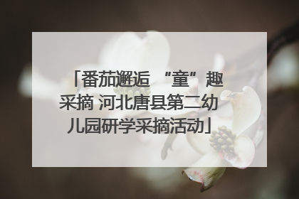 番茄邂逅 “童”趣采摘 河北唐县第二幼儿园研学采摘活动