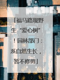 福马路现野生“爱心树”！园林部门：系自然生长，暂不修剪