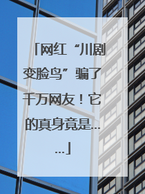 网红“川剧变脸鸟”骗了千万网友！它的真身竟是……