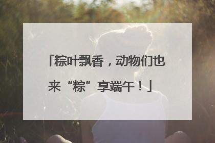 粽叶飘香，动物们也来“粽”享端午！