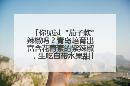 你见过“茄子款”辣椒吗？青岛培育出富含花青素的紫辣椒，生吃自带水果甜