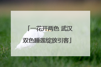 一花开两色 武汉双色睡莲绽放引客