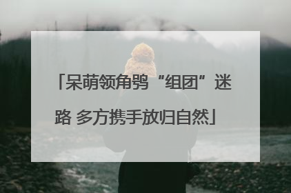 呆萌领角鸮“组团”迷路 多方携手放归自然