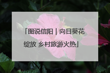 图说信阳｜向日葵花绽放 乡村旅游火热