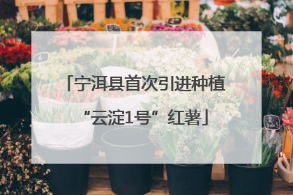 宁洱县首次引进种植“云淀1号”红薯