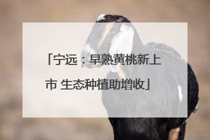 宁远：早熟黄桃新上市 生态种植助增收