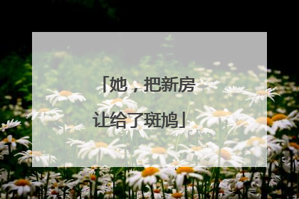 她，把新房让给了斑鸠