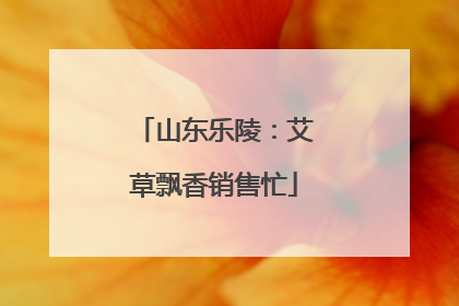 山东乐陵：艾草飘香销售忙