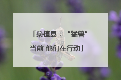桑植县：“猛兽”当前 他们在行动