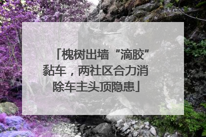 槐树出墙“滴胶”黏车，两社区合力消除车主头顶隐患