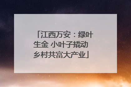 江西万安：绿叶生金 小叶子撬动乡村共富大产业