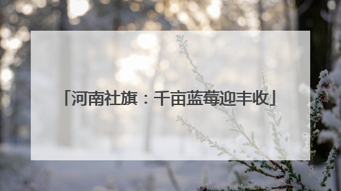 河南社旗：千亩蓝莓迎丰收