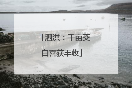 泗洪：千亩茭白喜获丰收