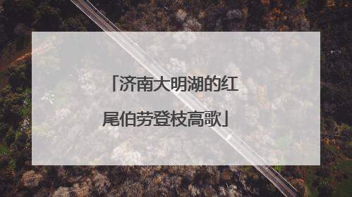 济南大明湖的红尾伯劳登枝高歌