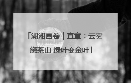 湖湘画卷｜宜章：云雾绕茶山 绿叶变金叶