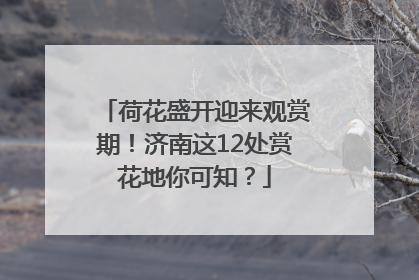 荷花盛开迎来观赏期！济南这12处赏花地你可知？
