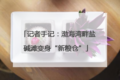 记者手记：渤海湾畔盐碱滩变身“新粮仓”