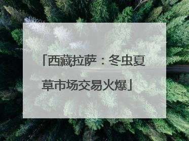 西藏拉萨：冬虫夏草市场交易火爆