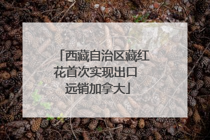 西藏自治区藏红花首次实现出口 远销加拿大