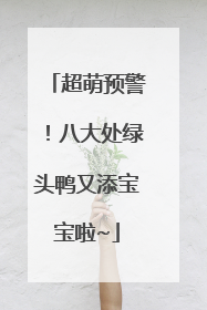 超萌预警！八大处绿头鸭又添宝宝啦~