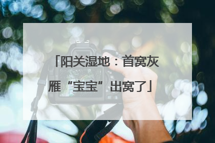 阳关湿地：首窝灰雁“宝宝”出窝了