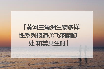 黄河三角洲生物多样性系列报道②飞羽翩跹处 和美共生时