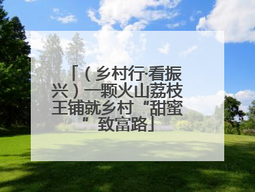 （乡村行·看振兴）一颗火山荔枝王铺就乡村“甜蜜”致富路