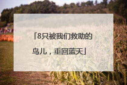 8只被我们救助的鸟儿，重回蓝天